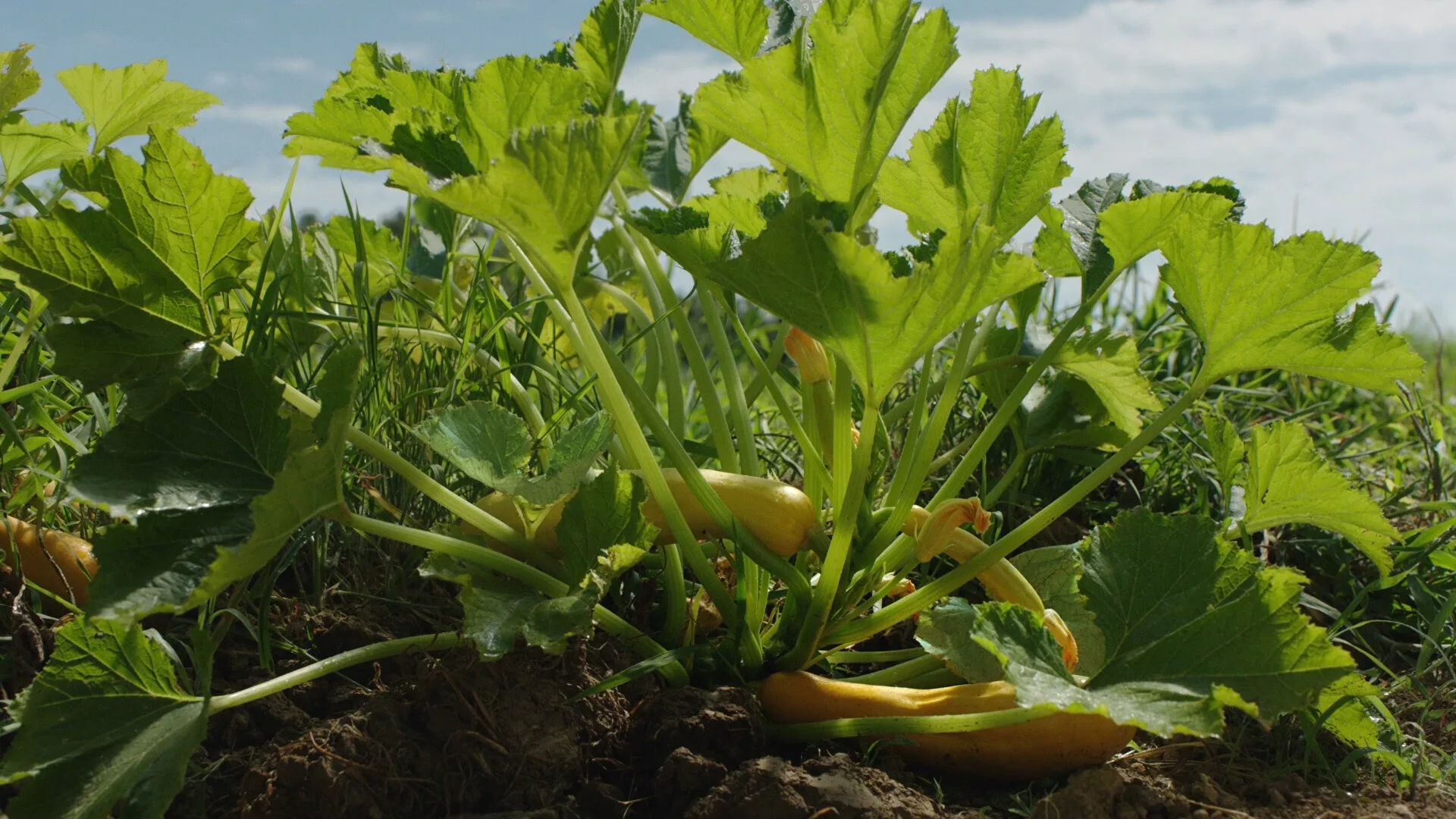 Kewpie_Farm.jpg