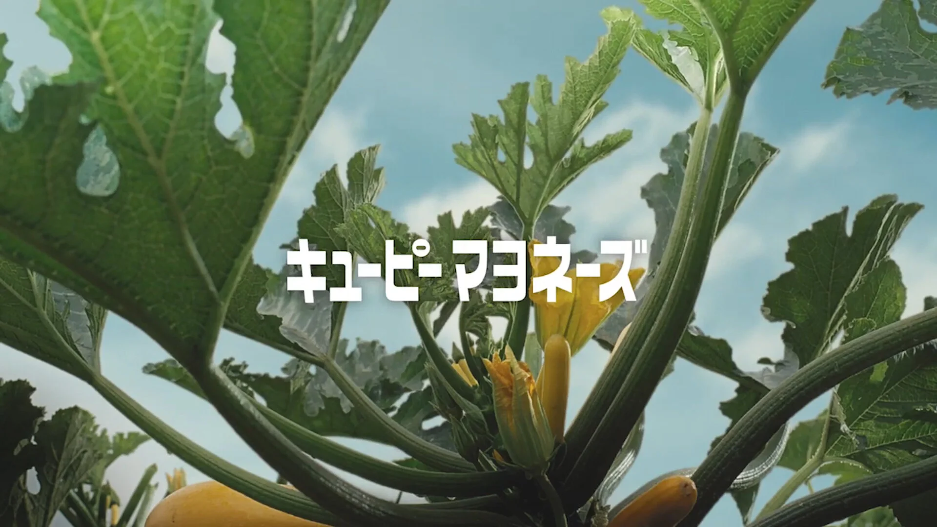 10_Kewpie_my_farmer.00_00_26_05.Still013.jpg