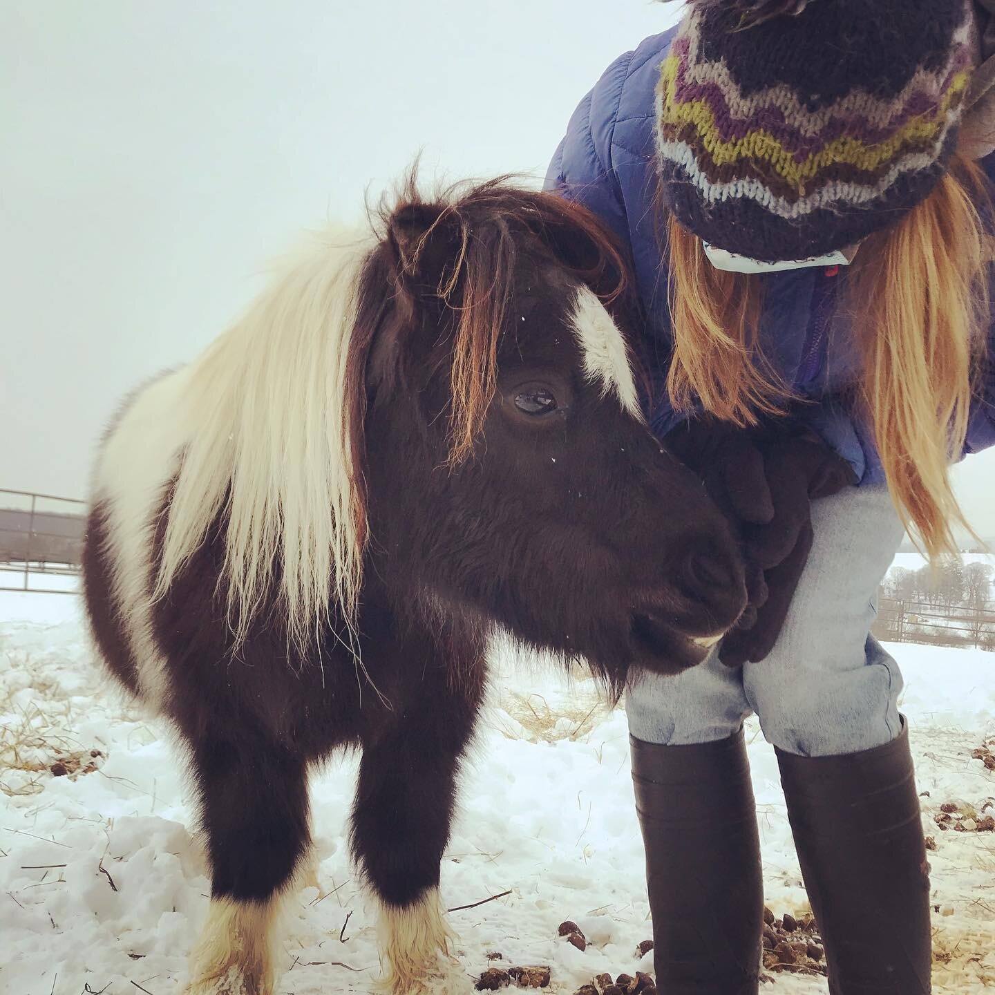Max arrived at his forever home today with his mom Lovey. Mini-Horse Rescues. Max is a dwarfed mini...which means he&rsquo;s extra mini. But his heart is SO big. We love them so much! Welcome home, Max and Lovey! #sheepandminihorses #horsefamily #max
