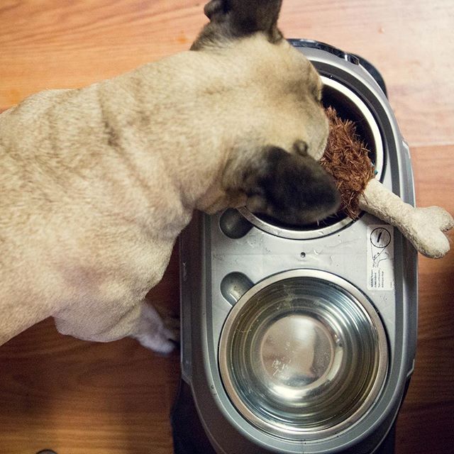Looks like we&rsquo;re having some turkey legs for dinner tonight!! #frenchie #frenchiebits #frenchiesecretss #bleplikeBits