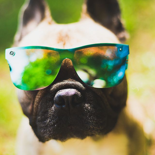 Killing the shades game! #frenchiebitsss #frenchie #aussie @blenderseyewear