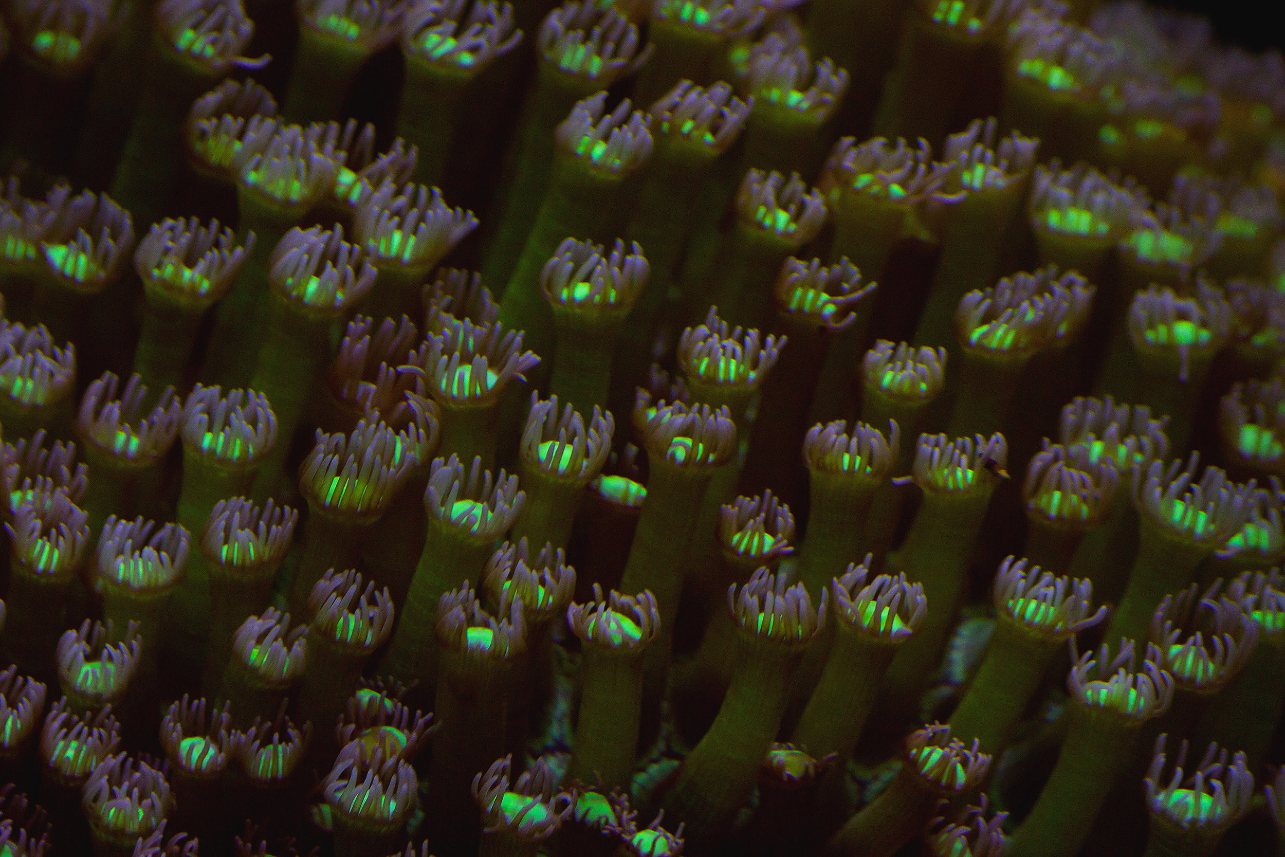coral-reef_MkT7yDKd.jpg