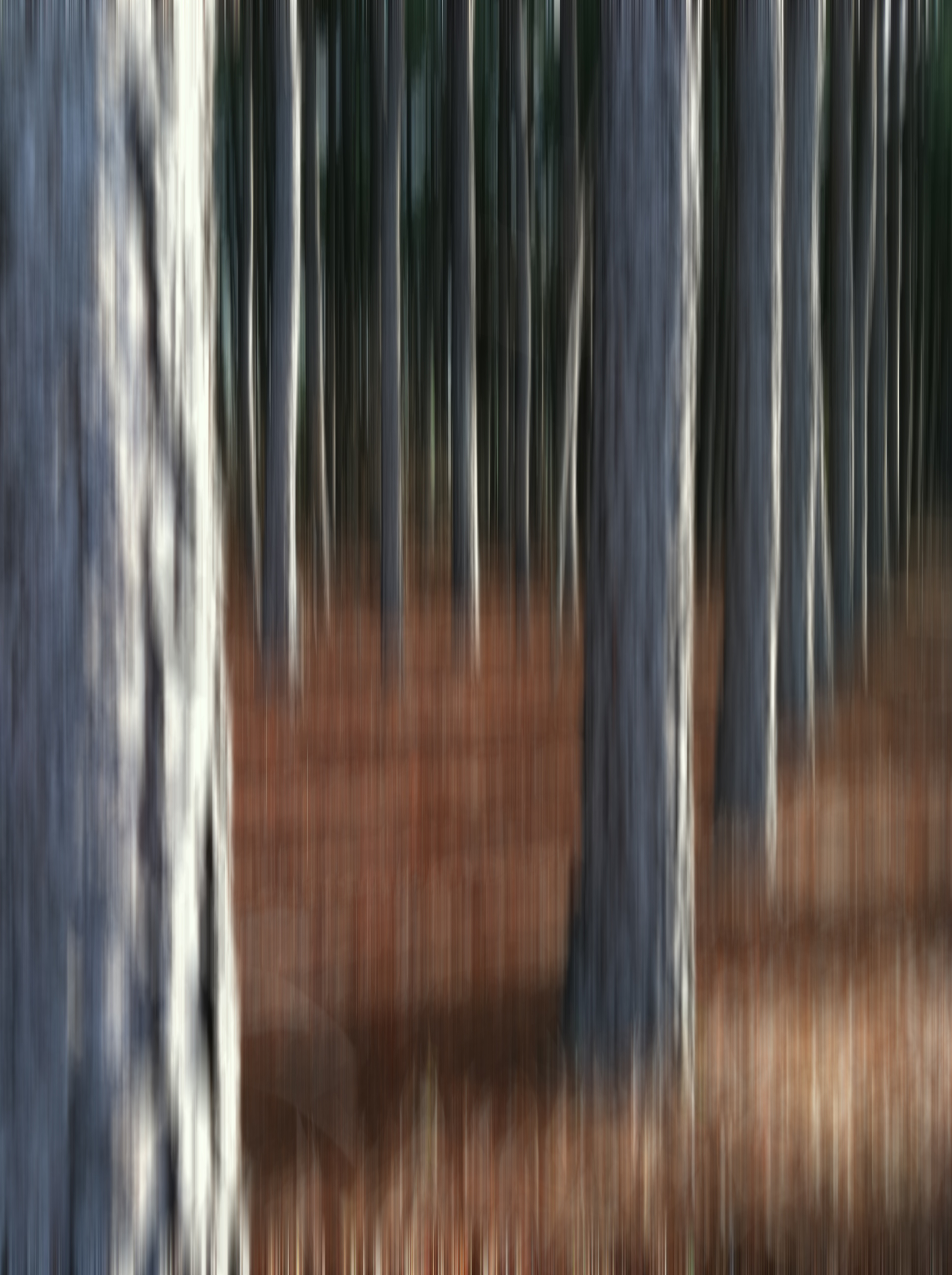 trees_three.jpg