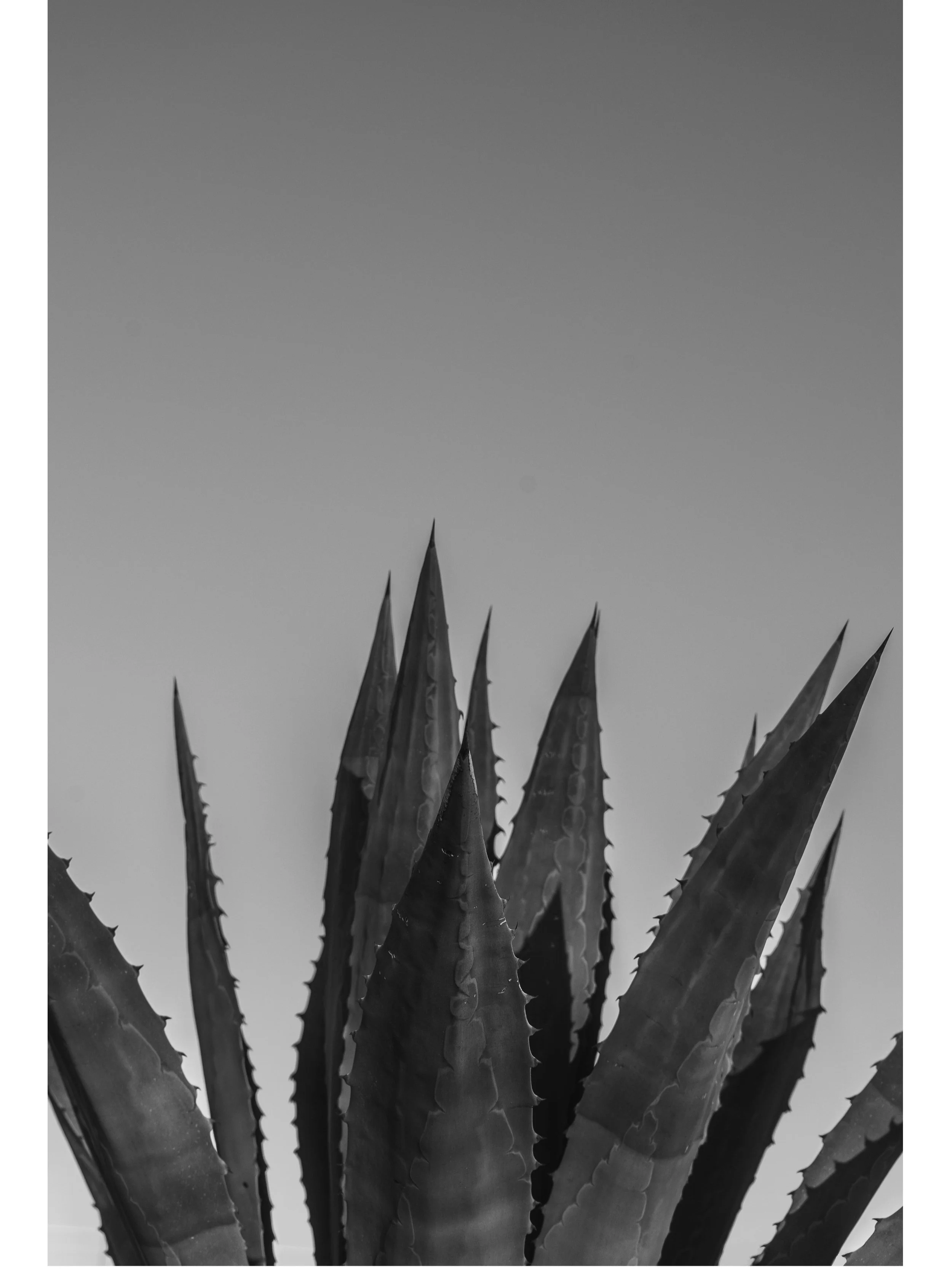 aloe11x17_site.jpg