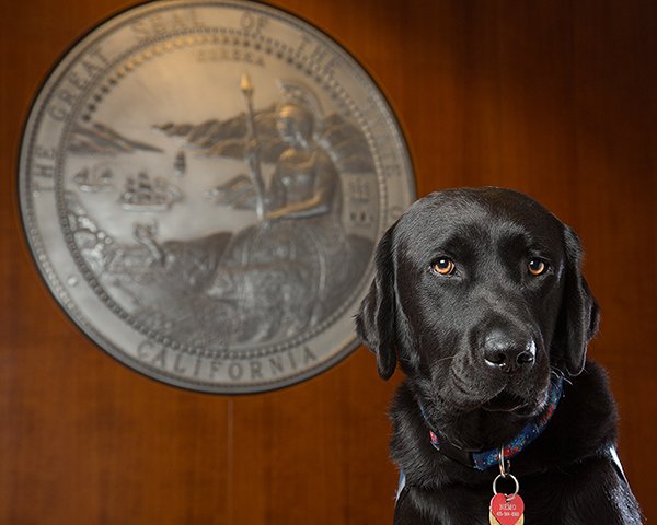 San Francisco CASA's Courthouse Dog Nemo's Retirement