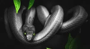 the "Twisting Serpent"