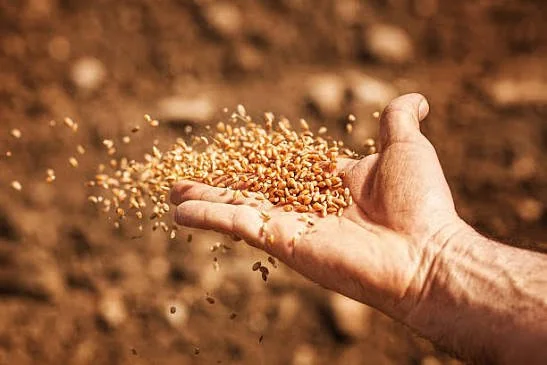 What If We Wildly Sowed?