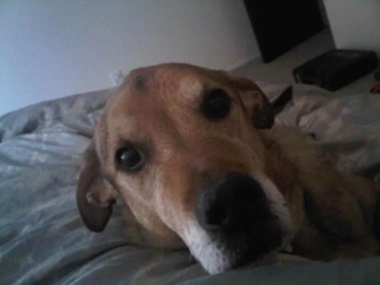 peg mcnichol dog in bed