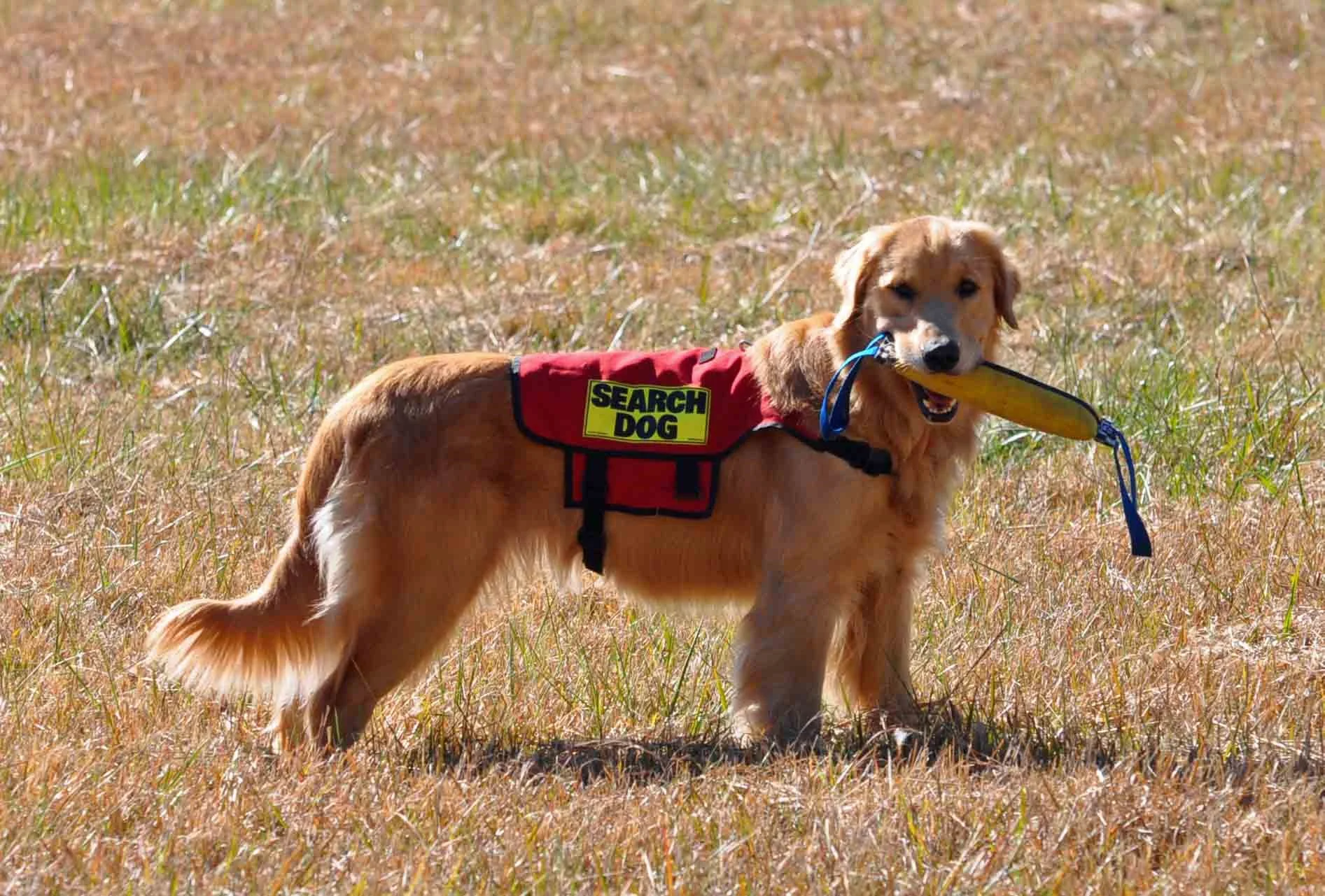 Jazz Search Dog found the mark.jpg
