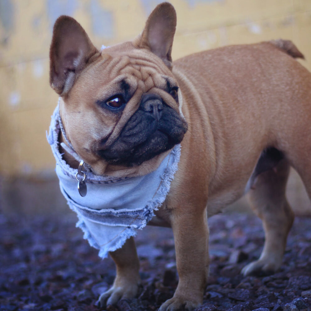 murph in denim bandana.jpg