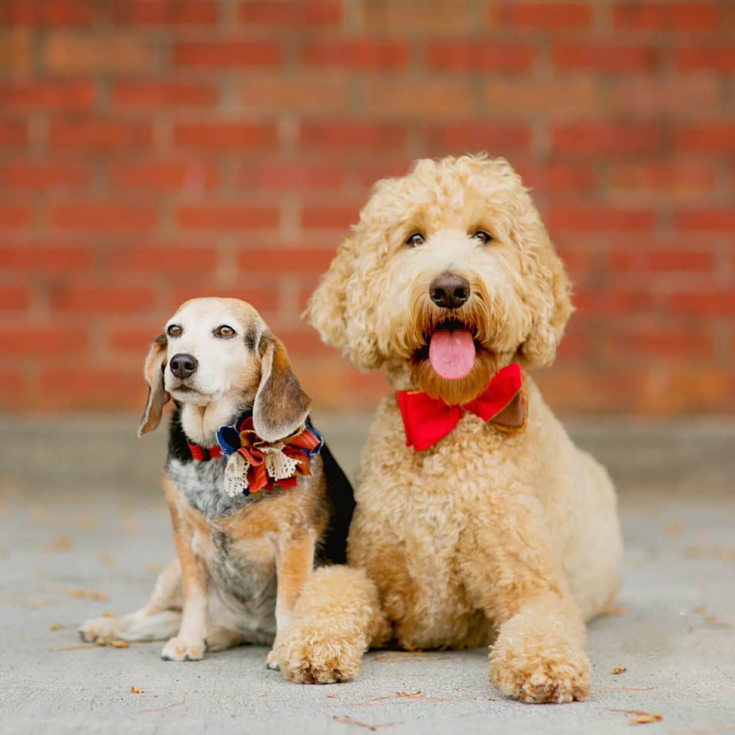 Fall is in the air for this pair!🐶🍂🐶
#sundayfunday 
__________
🐶: @doodleandthehound 
🐶: @indythegoldendoodle 
📷: @hot_photo_dog 
__________
#mistermigs #doggearforgood