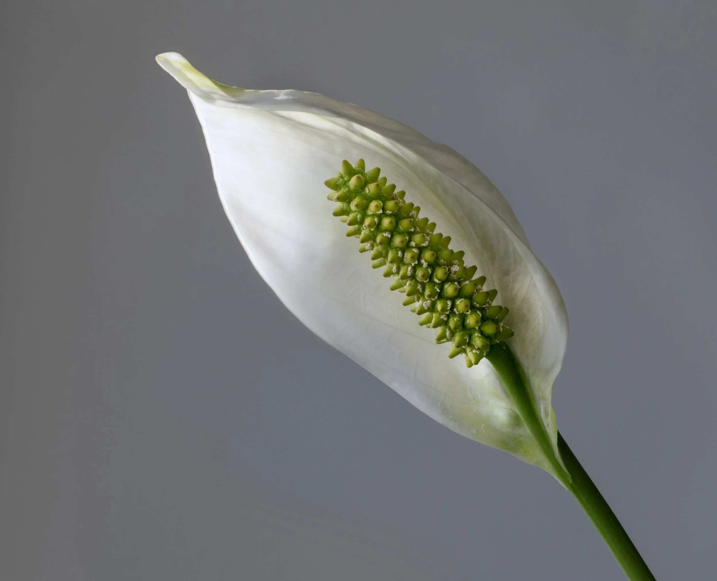 peace lily.jpg
