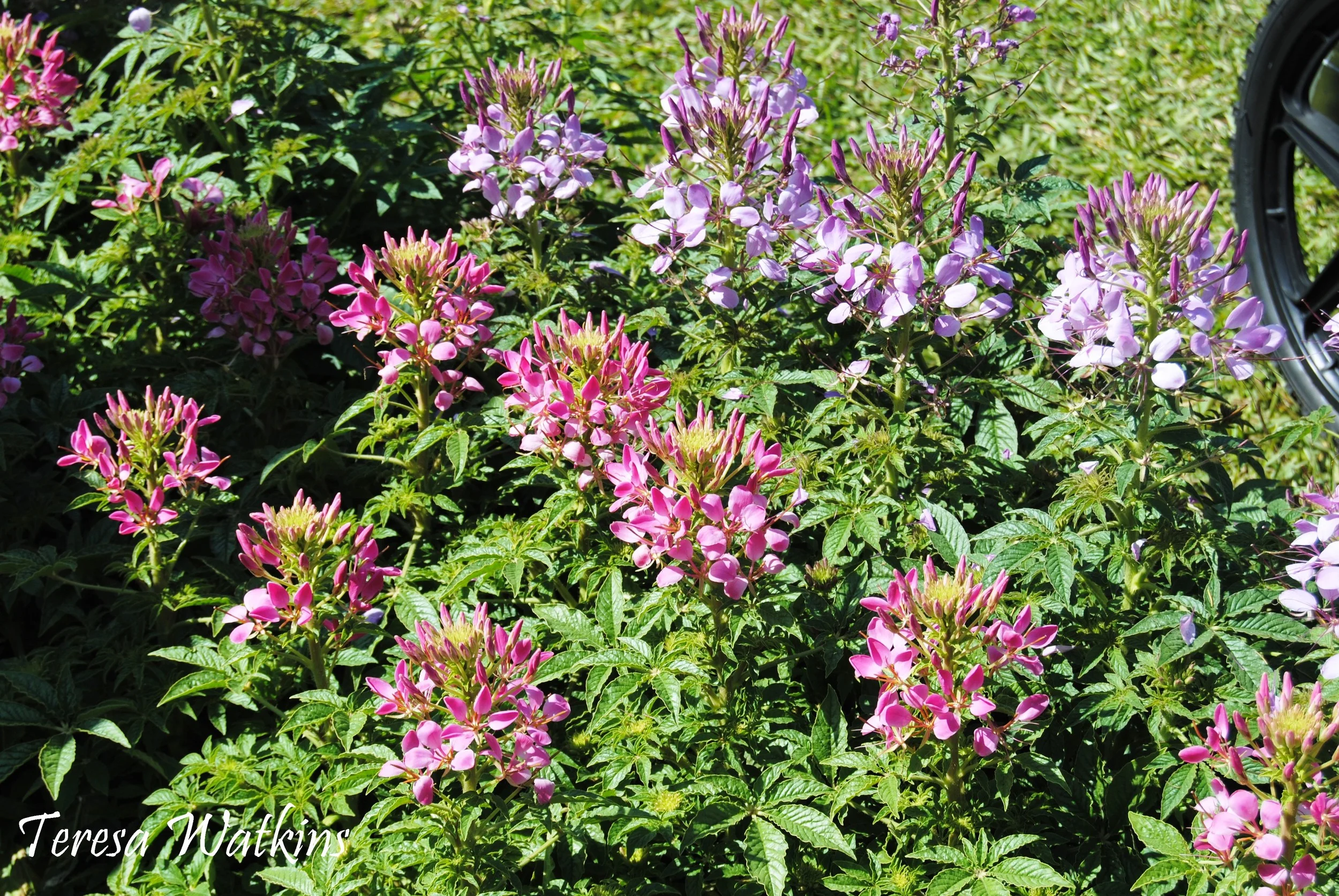 Leu Gardens Cleomes.JPG