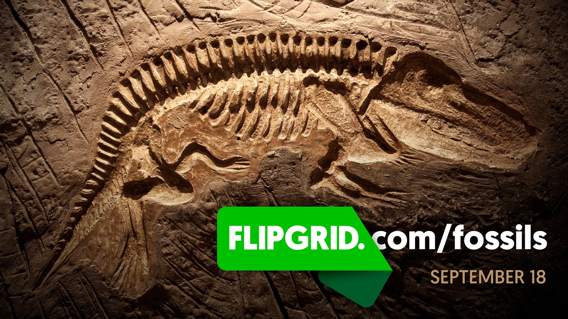 fossils.jpg