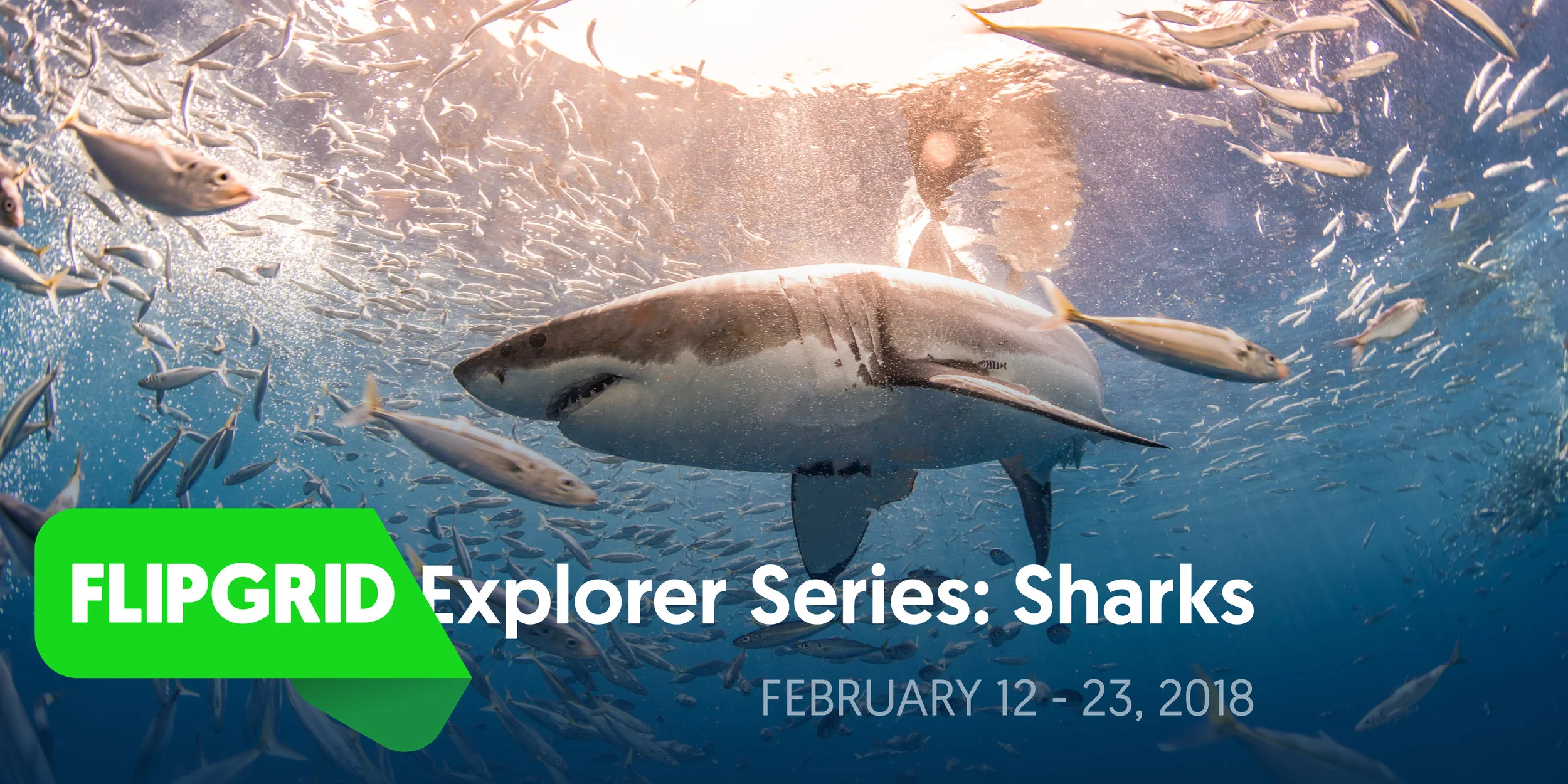 FlipgridExplorerSeries_Sharks_Banner.jpg