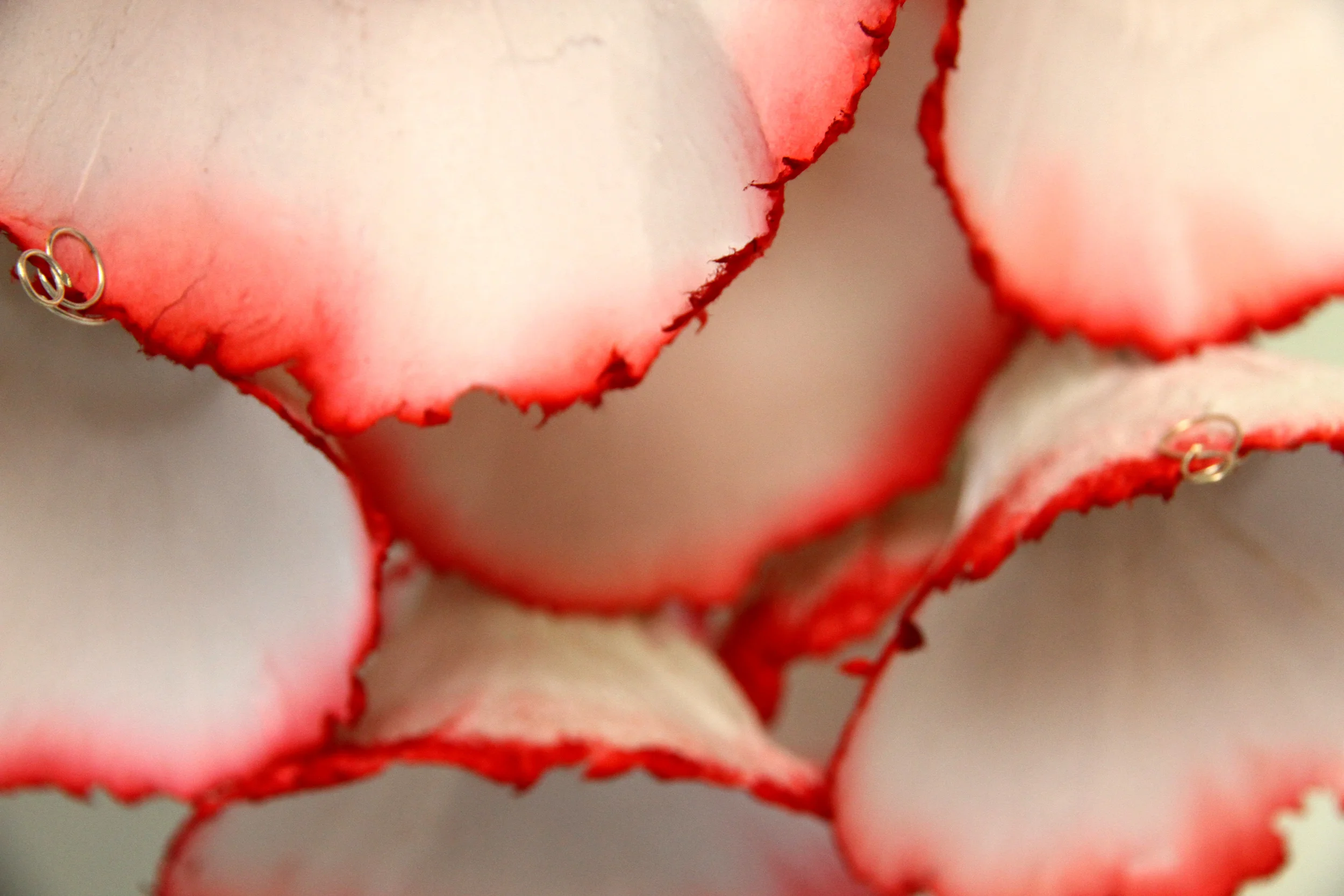 FulRed detail.jpg