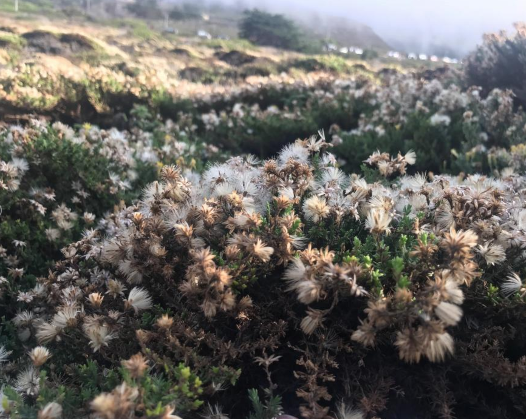 The perfume of 'Big Sur' - All natural & local ingredients that took me back to memories of an amazing shoot all around beautiful Big Sur!