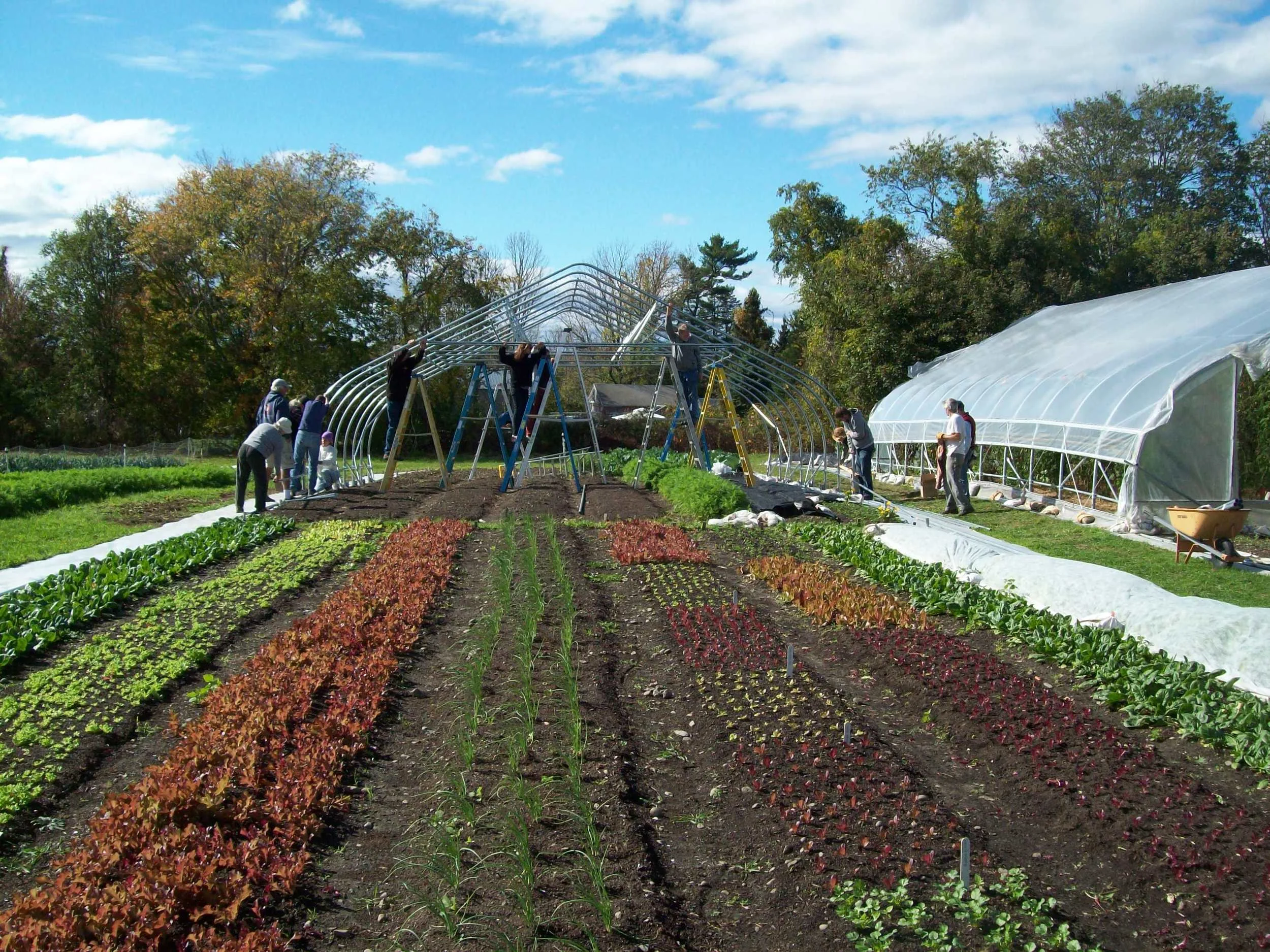 greenhouse raising