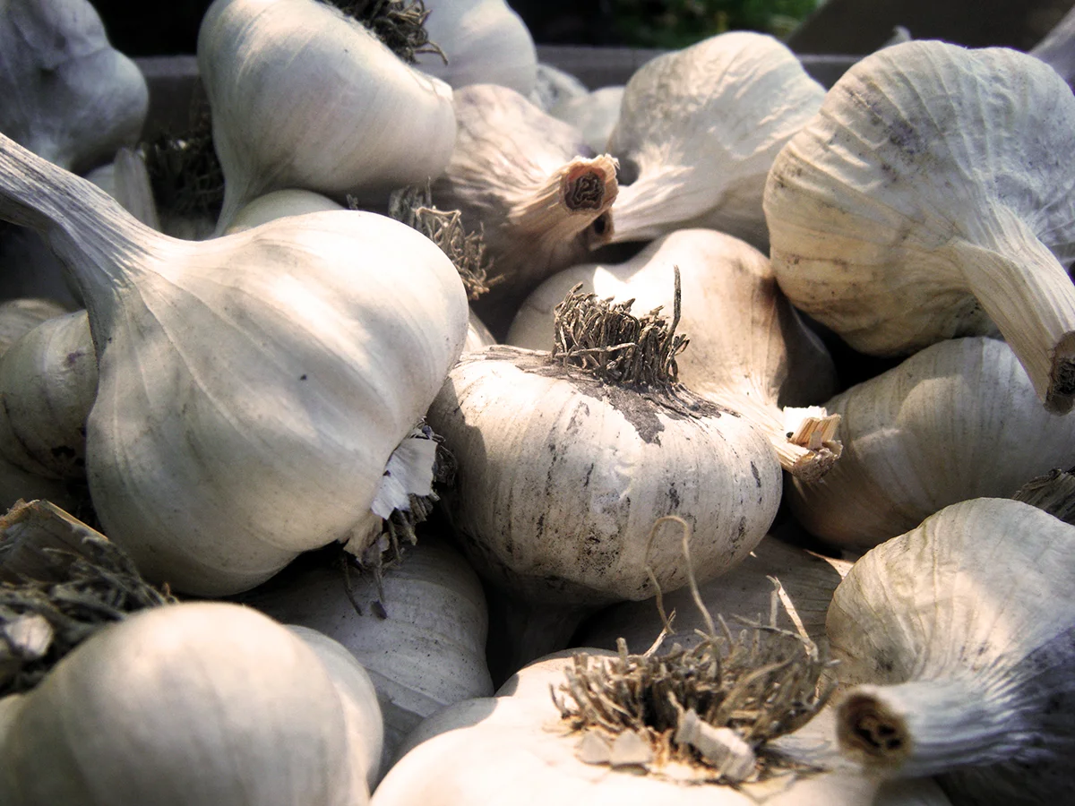 garlic.jpg
