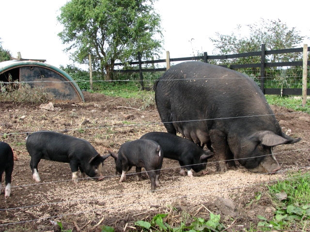 Berkshire on Farm.jpg