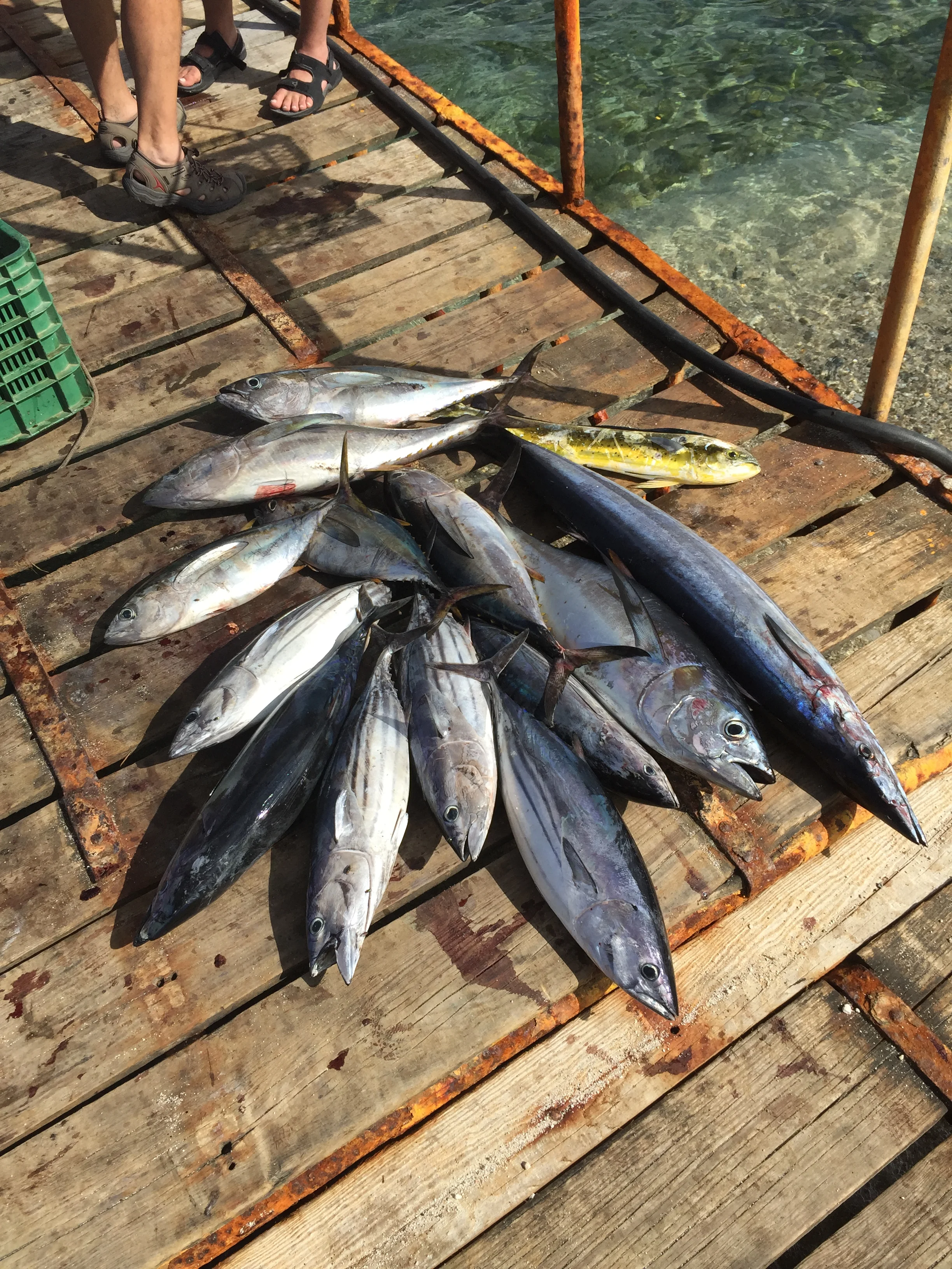 Oct-2014 065.JPG