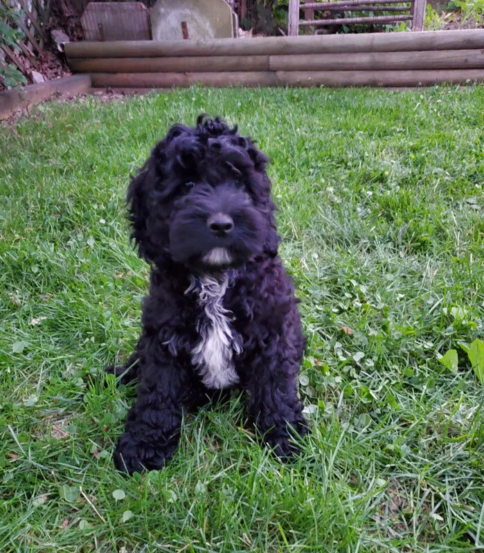 Baxter.jpg