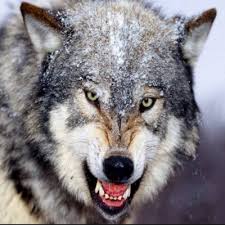 The Gray Wolf (Poetic Rendering by Bryan Creech)