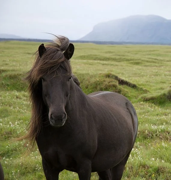 Originally posted to Flickr as Icelandic Pony Author: Thomas Quine Permission: This image, which was originally posted to Flickr.com, was uploaded to Commons using Flickr upload bot on 22:43, 19 March 2009 (UTC) by Kersti Nebelsiek