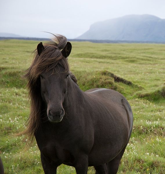 Originally posted to Flickr as Icelandic Pony Author: Thomas Quine Permission: This image, which was originally posted to Flickr.com , was uploaded to Commons using Flickr upload bot on 22:43, 19 March 2009 (UTC) by Kersti Nebelsiek