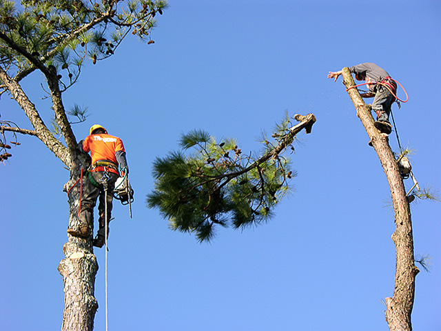 Tree Removal Fort Worth