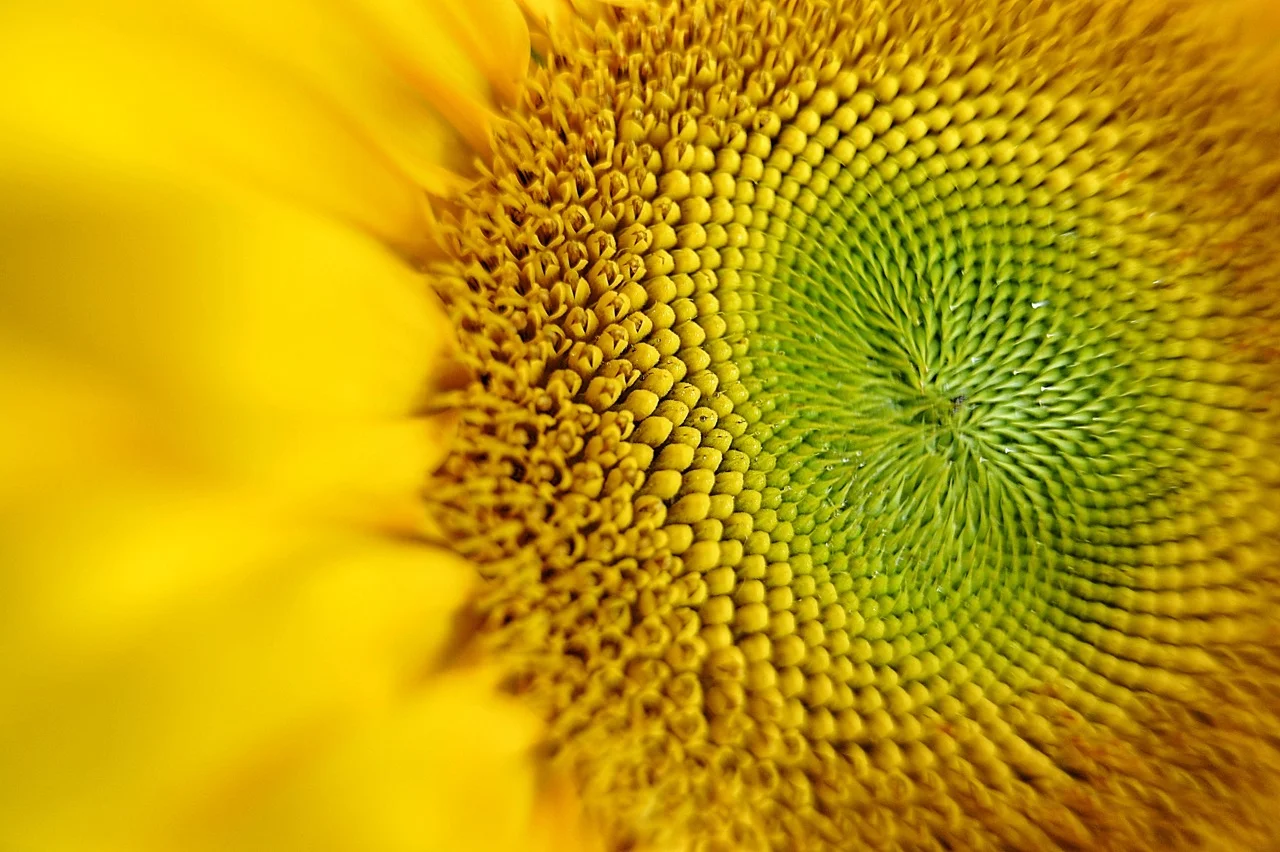 SIMPLIFYING "MACRO" PHOTOGRAPHY