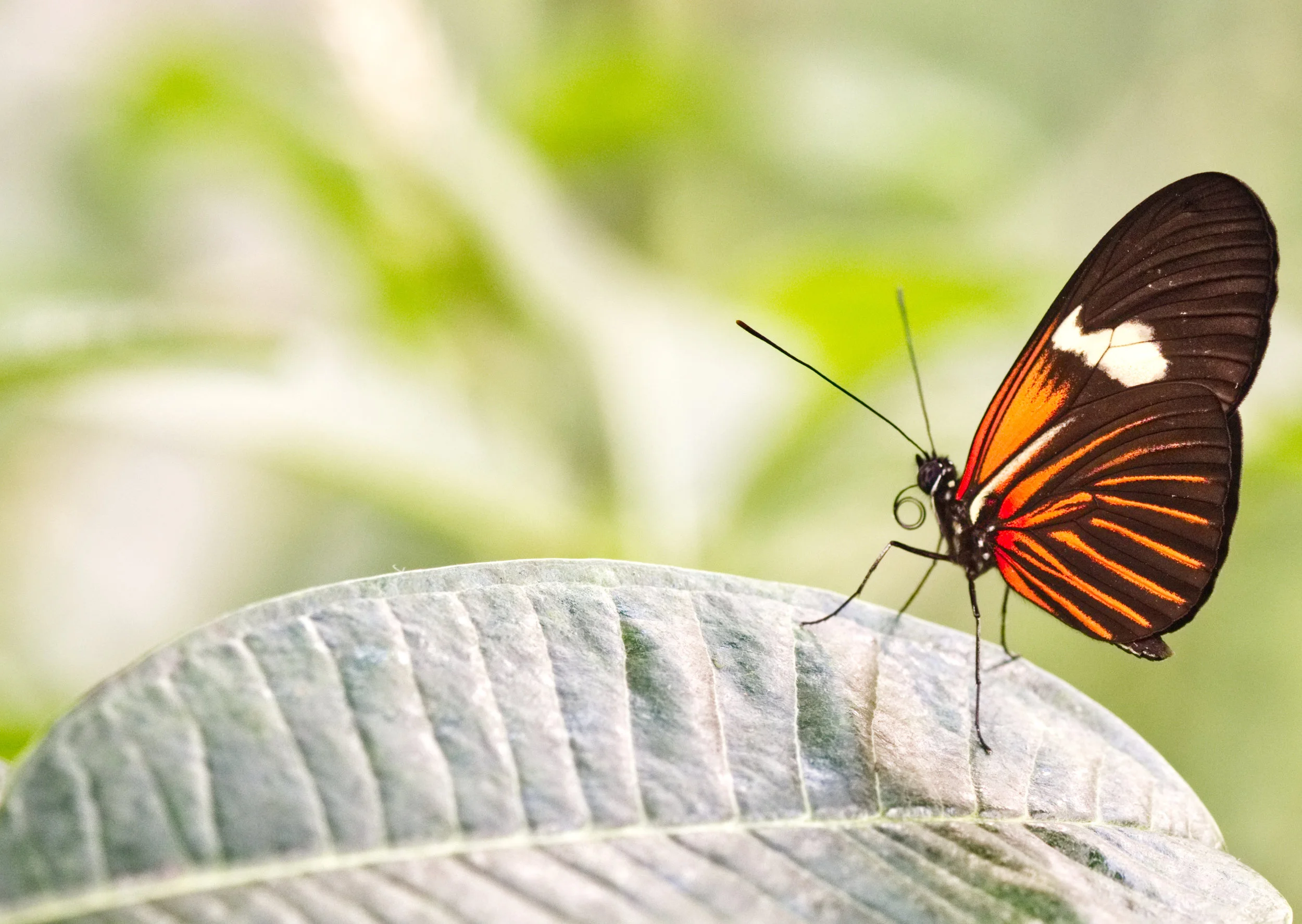 HG_Butterfly_01.jpg