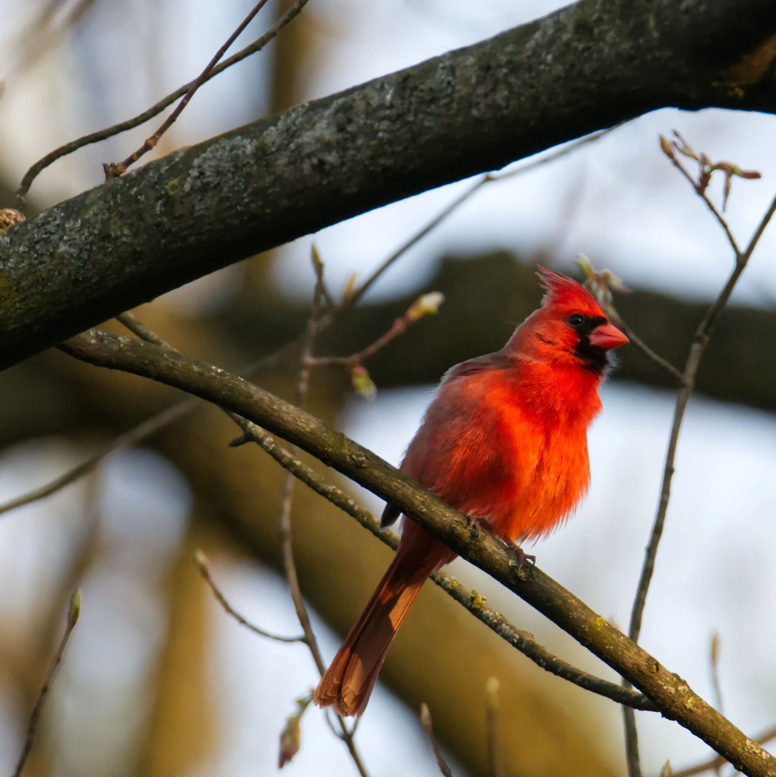 Cardinal02.jpg