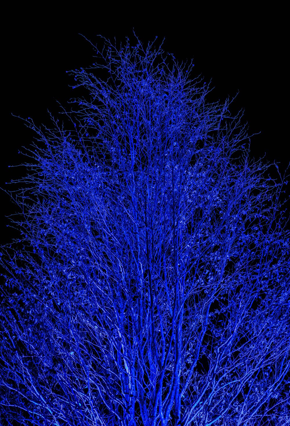 Blue_Tree_Dabadee_SM.jpg