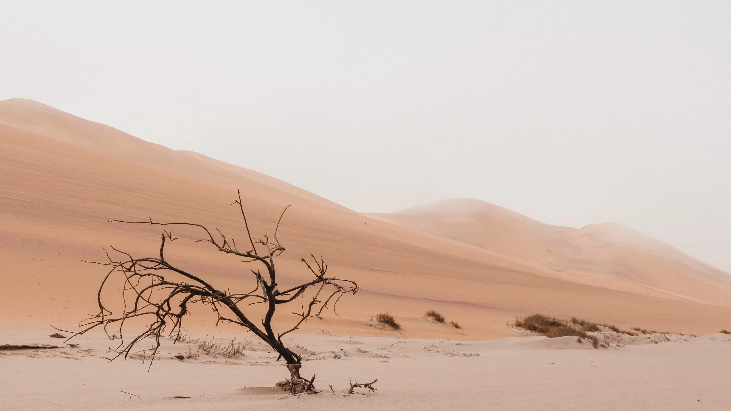 Joy in the Wilderness