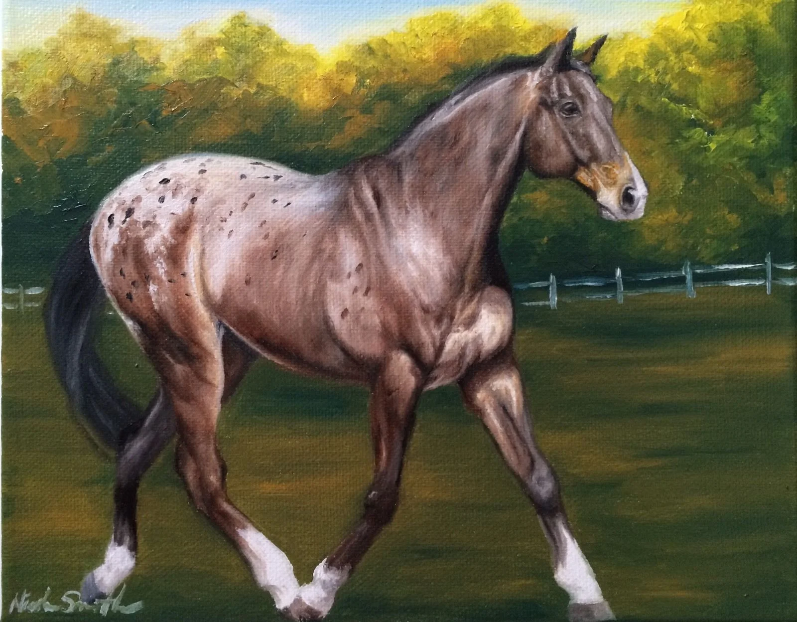 Appaloosa