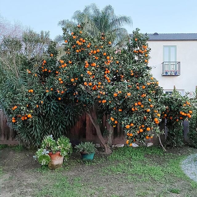 🍊 anyone? My backyard is a work in progress, but my orange tree is exploding with oranges right now! We picked about 20 oranges last night and it didn&rsquo;t make a dent. Anyone know how to tell when they are ready to pick? Hoping I wasn&rsquo;t ov