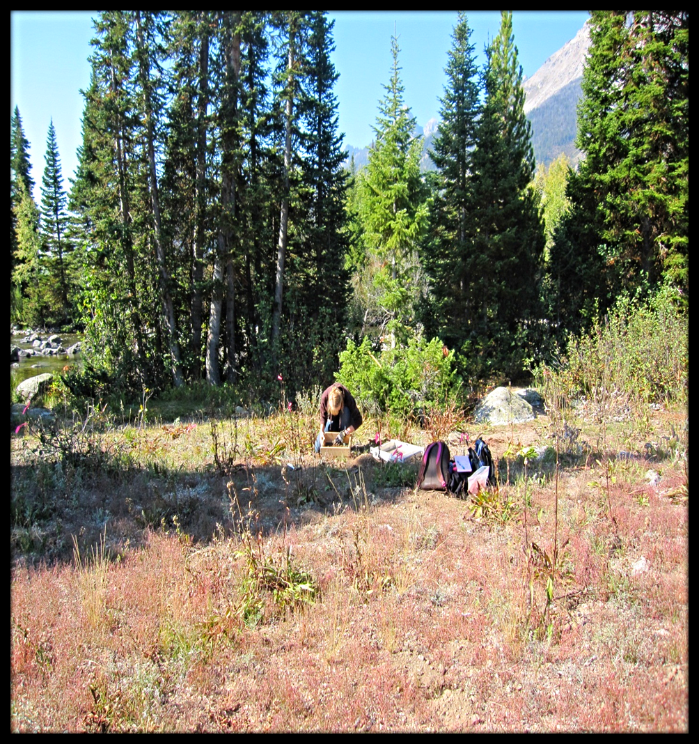 In this photo, I am screening soil through ¼ inch mesh to find artifacts in the soil of a test unit. Surrounding me, you may be able to see small pink flags tied to plants. These flags mark artifacts resting on the surface. These artifacts we record…