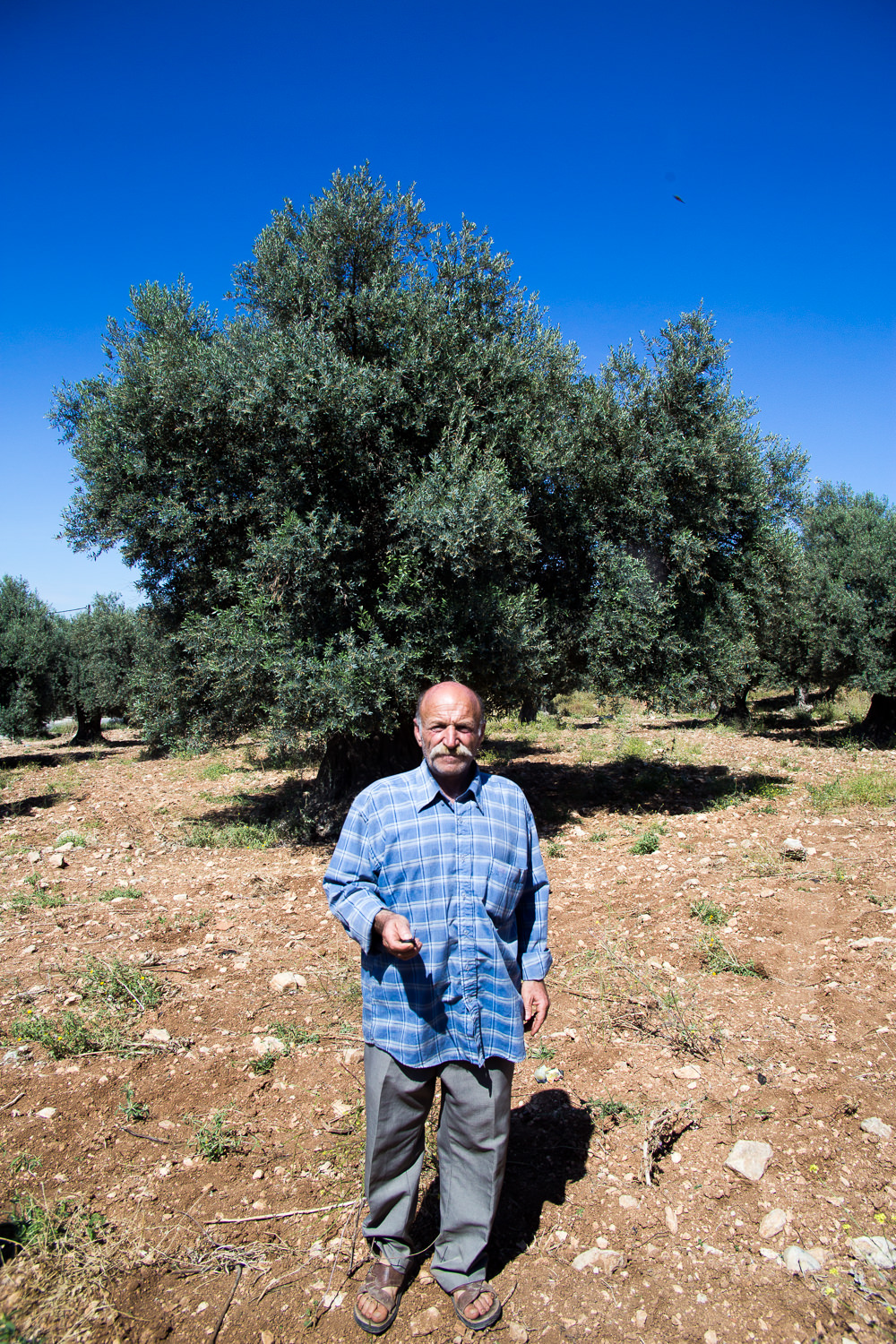 Mustafa Mahod Jarrar, olive farmer