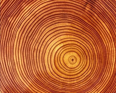 Tree Ring - Color.jpg