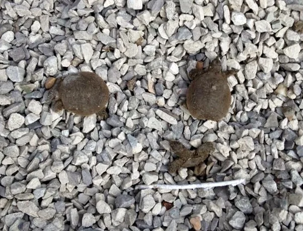 Freshly-hatched turtles