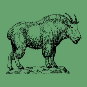 cloggingmountaingoat.jpg