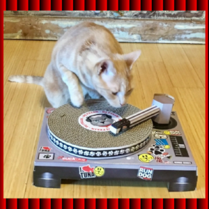 Cat-DJ-dance-music.png