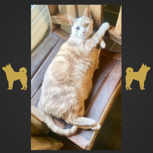 year-of-the-yellow-cat.png