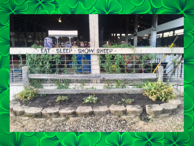 4-H-sheep-barn-decor.png