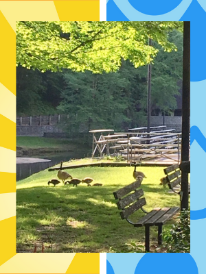 Canadian-geese-on-guard-Hoedown-Island-Kentucky.png