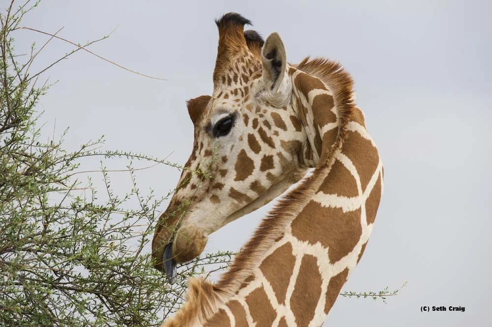 Giraffe.jpg