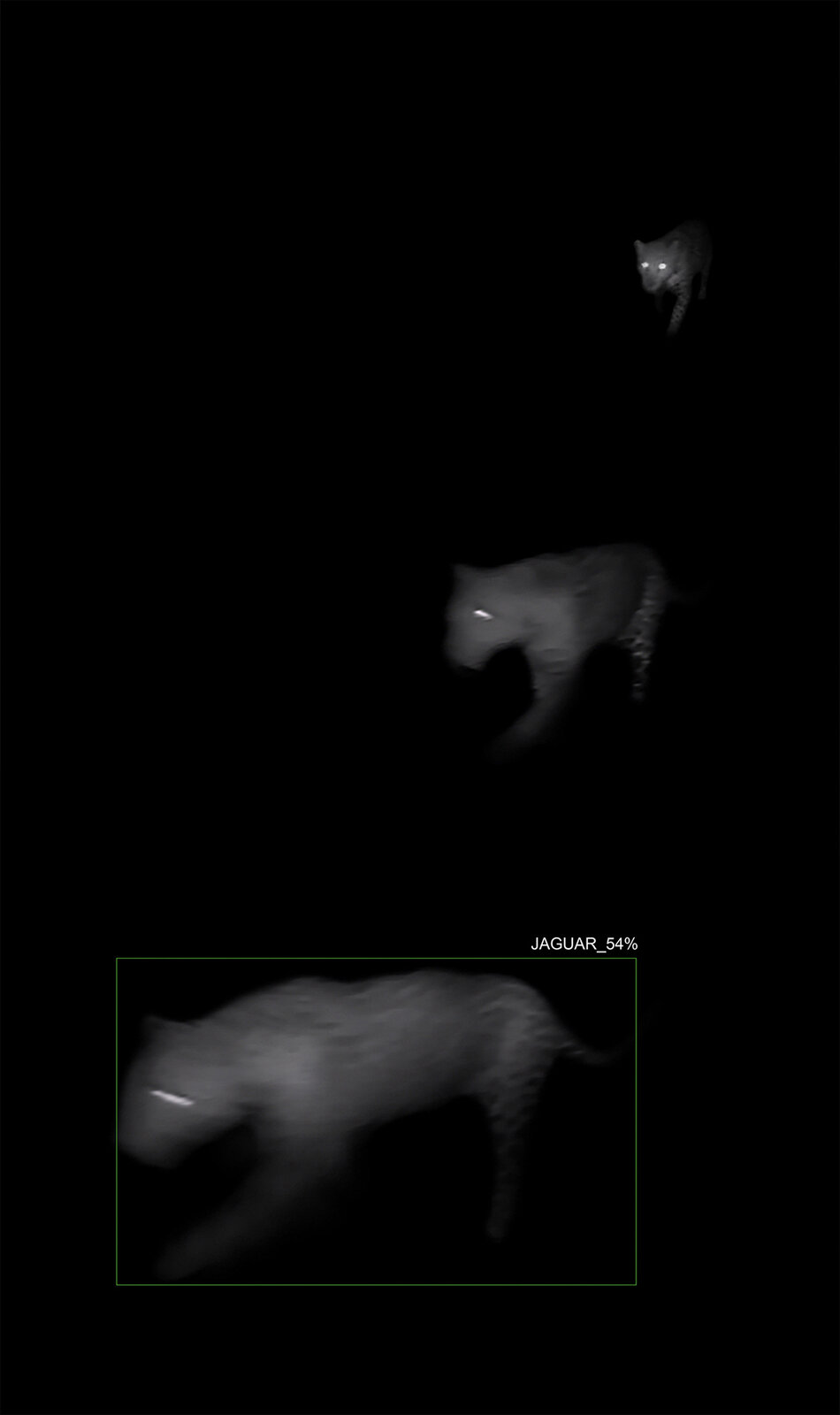   3 Captures of 1 Jaguar with A.I. Recognition, 3-Second Interval, Censored Location, AZ , 2019 