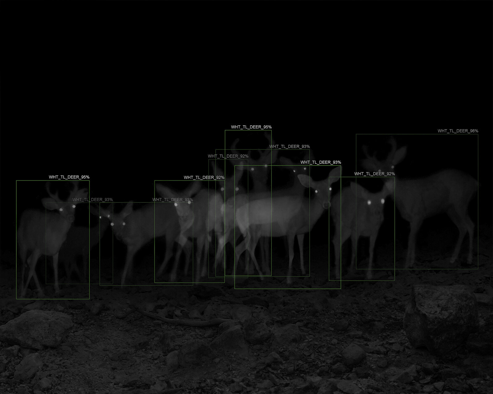   10 Captures of White-Tailed Deer with A.I. Recognition, 1-Week Interval, Patagonia Mountains, AZ,  2019 