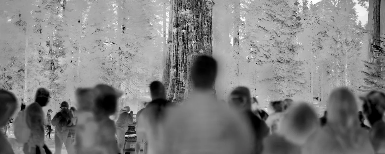“General Sherman” Giant Sequoia, Estimated 2,200 - 2,700 Years Old, Tulare County, CA, 2025 Many of the largest sequoias were cut down in the late 19th century—harvested for timber or shipped across the world to be displayed as spectacles of scal